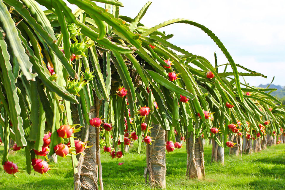 dragon-fruit