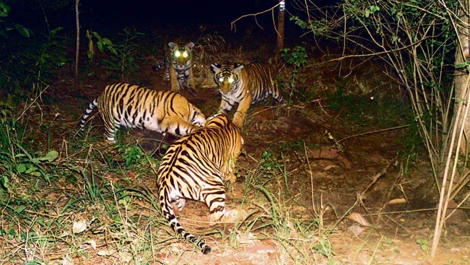 tiger