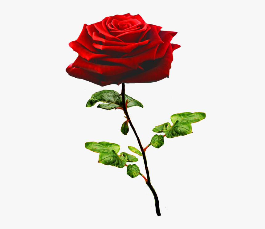 95-955126_beautiful-valentine-rose-transparent-background-cartoon-rose-hd