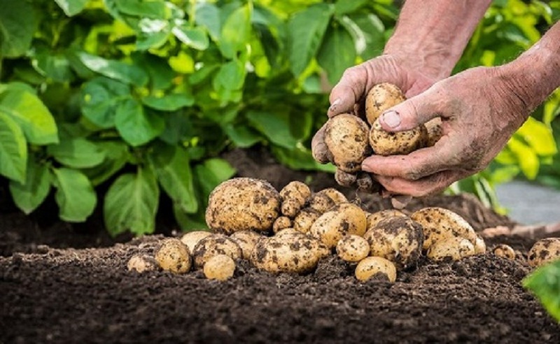 potato-farming