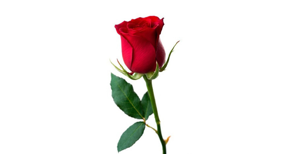 valentin day photo