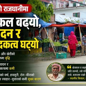 उत्पादन क्षेत्र घट्दा पनि मधेशमा आँप उत्पादन र उत्पादकत्वमा उल्लेख्य सुधार